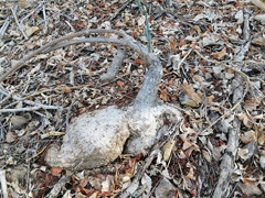 Ibervillea hypoleuca