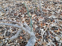 Ibervillea hypoleuca