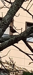 Turdus merula