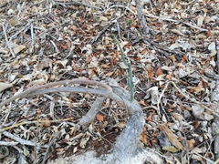 Ibervillea hypoleuca