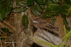 Nyctiphrynus ocellatus
