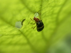 Gynandrobrotica