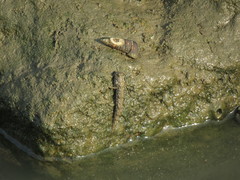 Periophthalmus novemradiatus