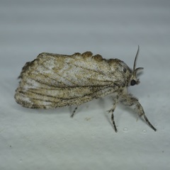 Dasychira atrivenosa