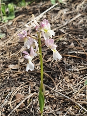 Orchis laeta