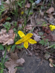 Ranunculus occidentalis occidentalis