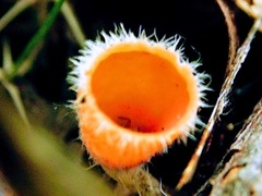 Microstoma floccosum