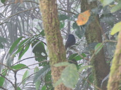 Eumyias albicaudatus