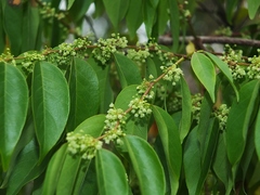 Phyllanthus attenuatus