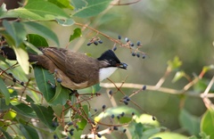 Pycnonotus xanthorrhous