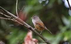 Fulvetta ruficapilla