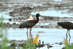 Plegadis chihi × Plegadis falcinellus