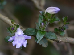 Strobilanthes gracilis