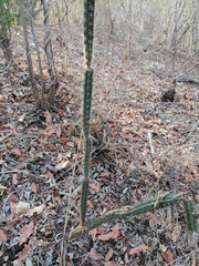 Acanthocereus oaxacensis