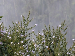 Strobilanthes gracilis