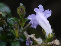 Strobilanthes gracilis