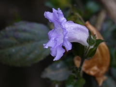Strobilanthes gracilis