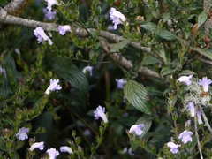 Strobilanthes gracilis