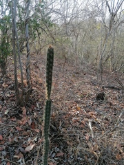 Acanthocereus oaxacensis