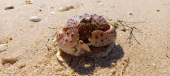 Calappa granulata
