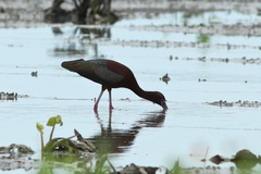 Plegadis chihi × Plegadis falcinellus