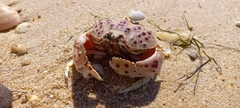 Calappa granulata