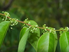 Phyllanthus attenuatus