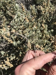 Atriplex spinifera
