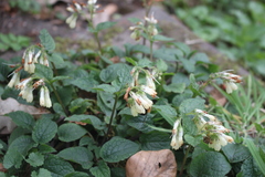 Symphytum grandiflorum