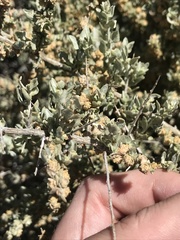 Atriplex spinifera