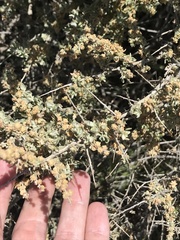 Atriplex spinifera