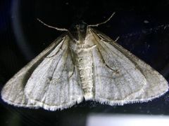 Zanclognatha pedipilalis