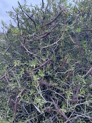 Periploca laevigata angustifolia