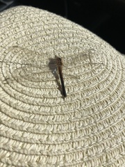 Erythrodiplax minuscula