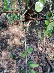 Achatocarpus oaxacanus