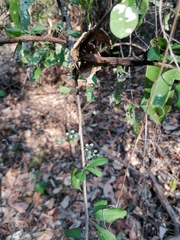 Achatocarpus oaxacanus