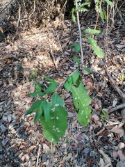 Achatocarpus oaxacanus