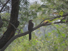 Taccocua leschenaultii