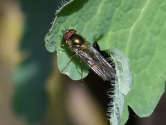 Meliscaeva auricollis