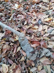 Ibervillea hypoleuca