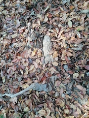 Ibervillea hypoleuca