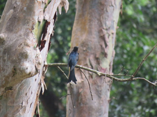 Fork-tailed Drongo-Cuckoo (Surniculus dicruroides), photo 9
