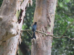 Surniculus dicruroides