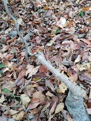 Ibervillea hypoleuca