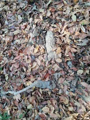 Ibervillea hypoleuca