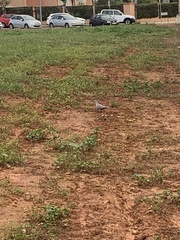 Streptopelia decaocto