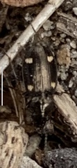 Tetragonoderus laevigatus