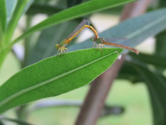 Ceriagrion coromandelianum