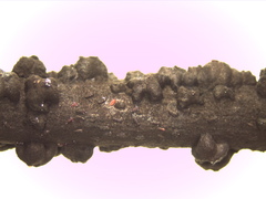 Paratachardina pseudolobata