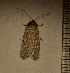 Spodoptera exigua